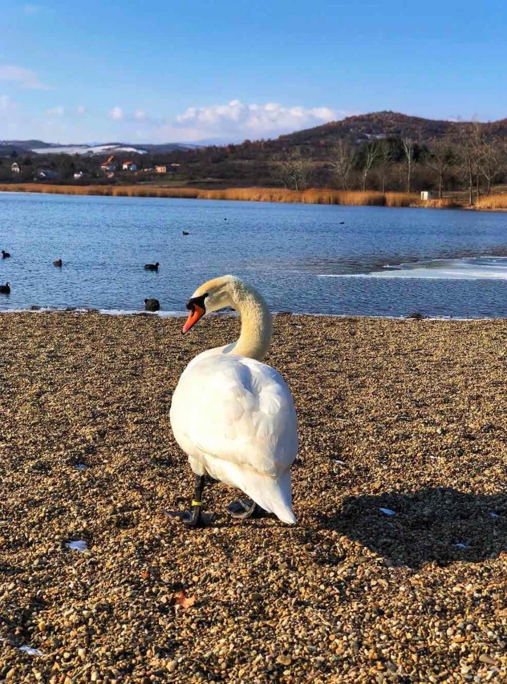 Garni Hotel Oblacinsko Jezero Oblacina Екстериор снимка