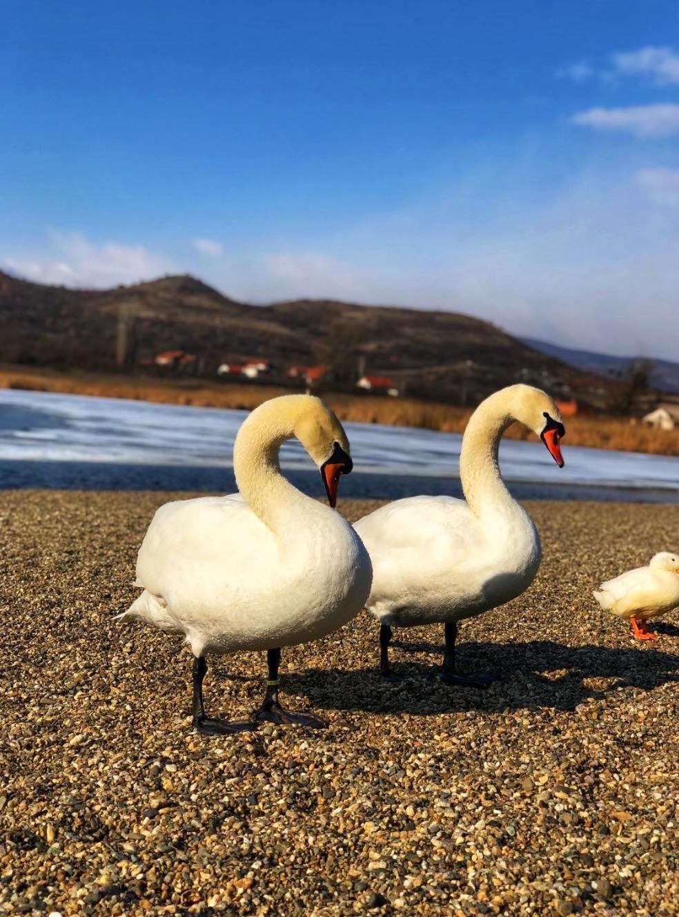 Garni Hotel Oblacinsko Jezero Oblacina Екстериор снимка